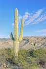 Arizona, Saguaro National Park. Sonoran Desert Art Print
